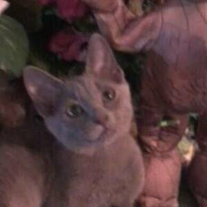 Fundraising Page: Cici's Team